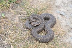 Kreuzotterweibchen ( Vipera berus )