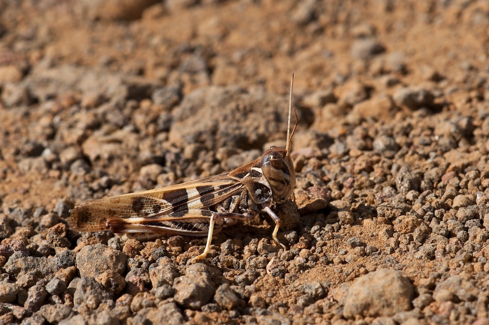 Kreuzschrecke (Oedaleus decorus)