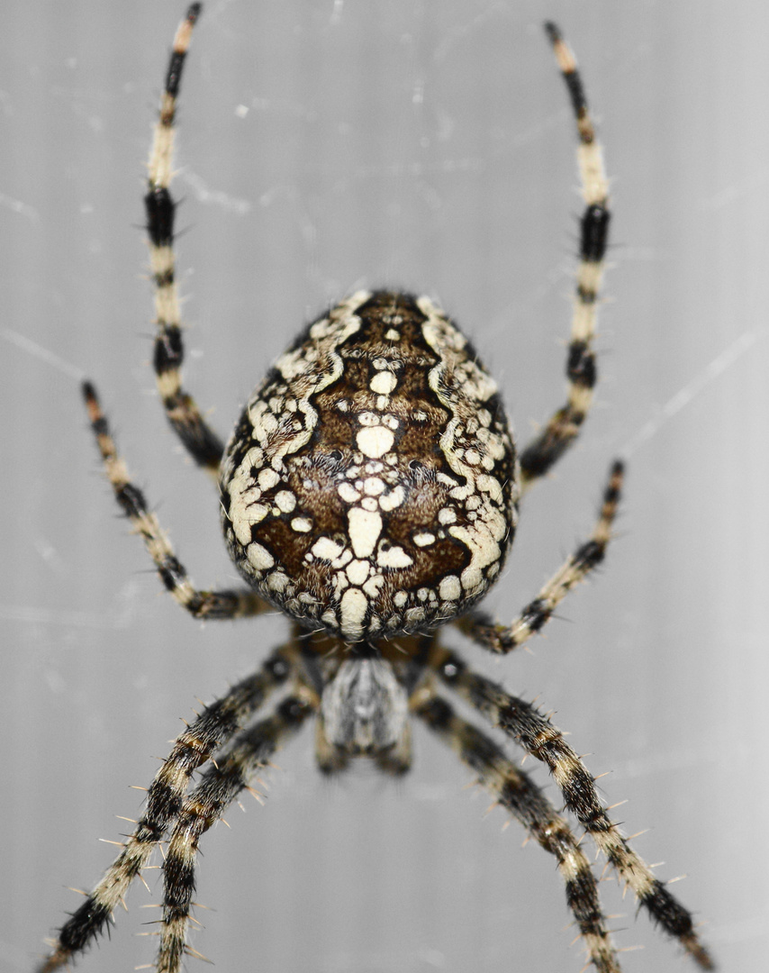Kreuzspinne Foto & Bild | tiere, wildlife, spinnen Bilder auf fotocommunity