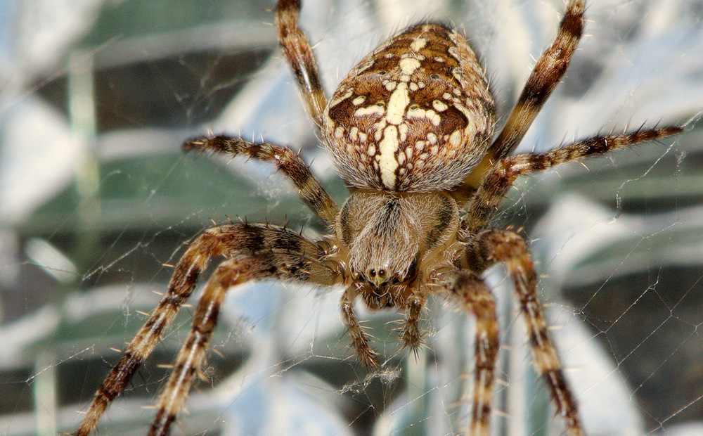 Kreuzspinne Foto & Bild | tiere, wildlife, spinnen Bilder auf fotocommunity