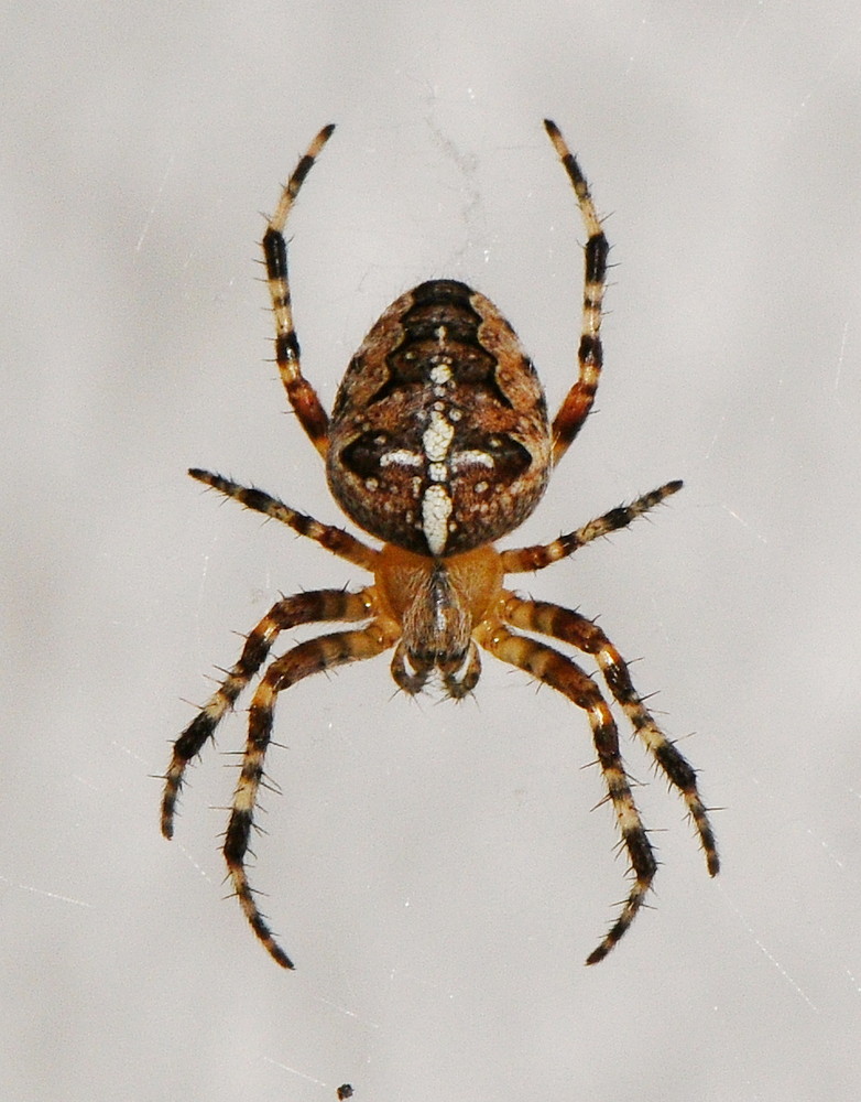 Kreuzspinne Foto & Bild | tiere, wildlife, spinnen Bilder auf fotocommunity