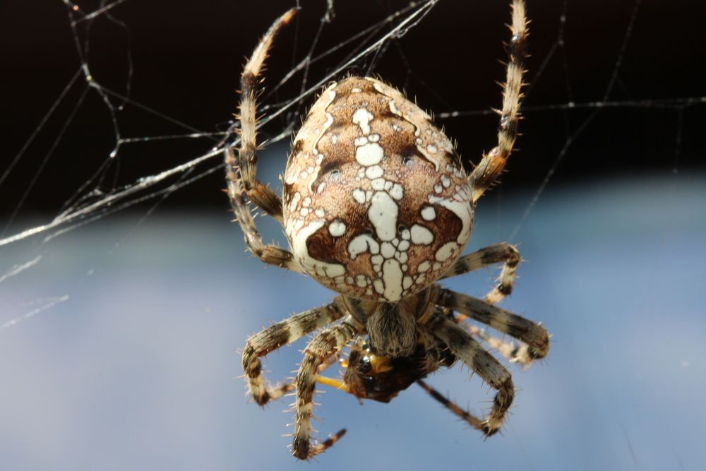 Kreuzspinne Foto & Bild | Bilder auf fotocommunity
