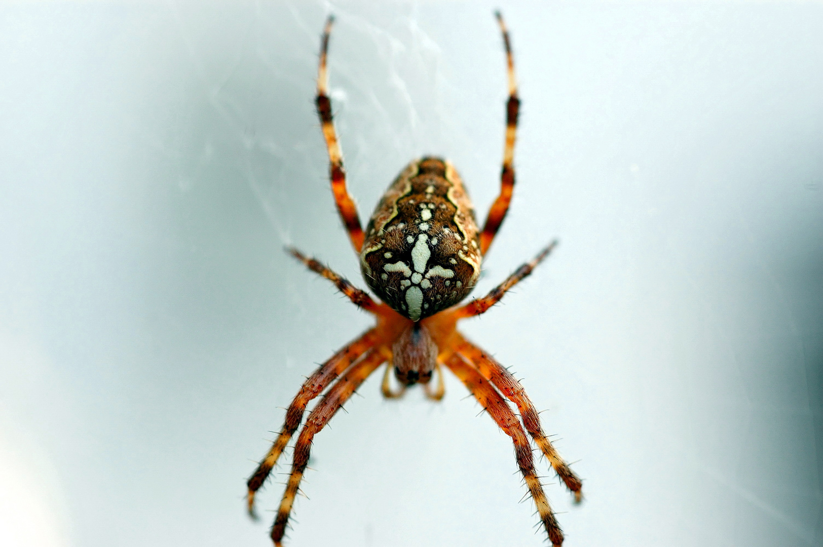 Kreuzspinne Foto & Bild tiere, spinne, garten Bilder auf