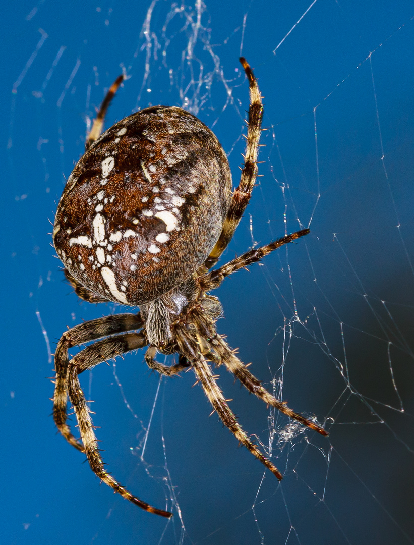 Kreuzspinne Foto & Bild | tiere, wildlife, spinnen Bilder auf fotocommunity