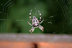 kreuzspinne am balkon in lauerstellung...