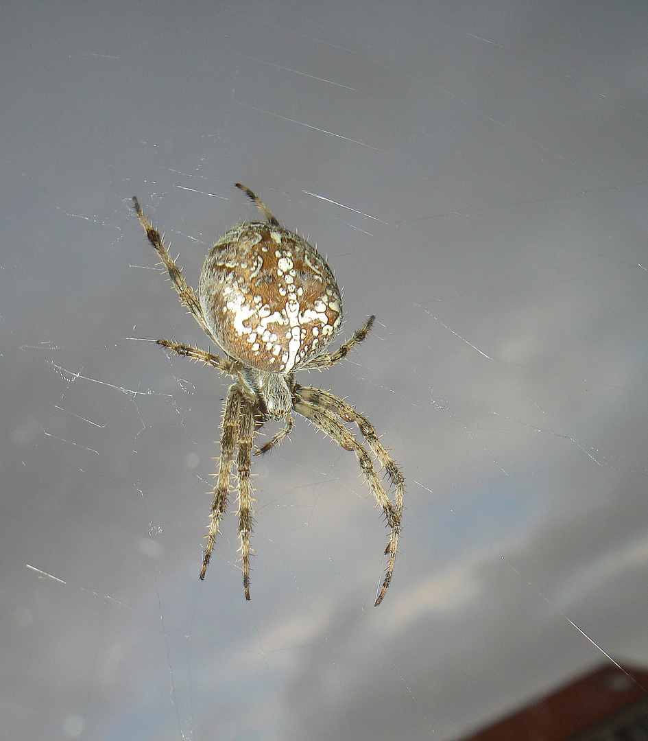 Kreuzspinne am Fenster