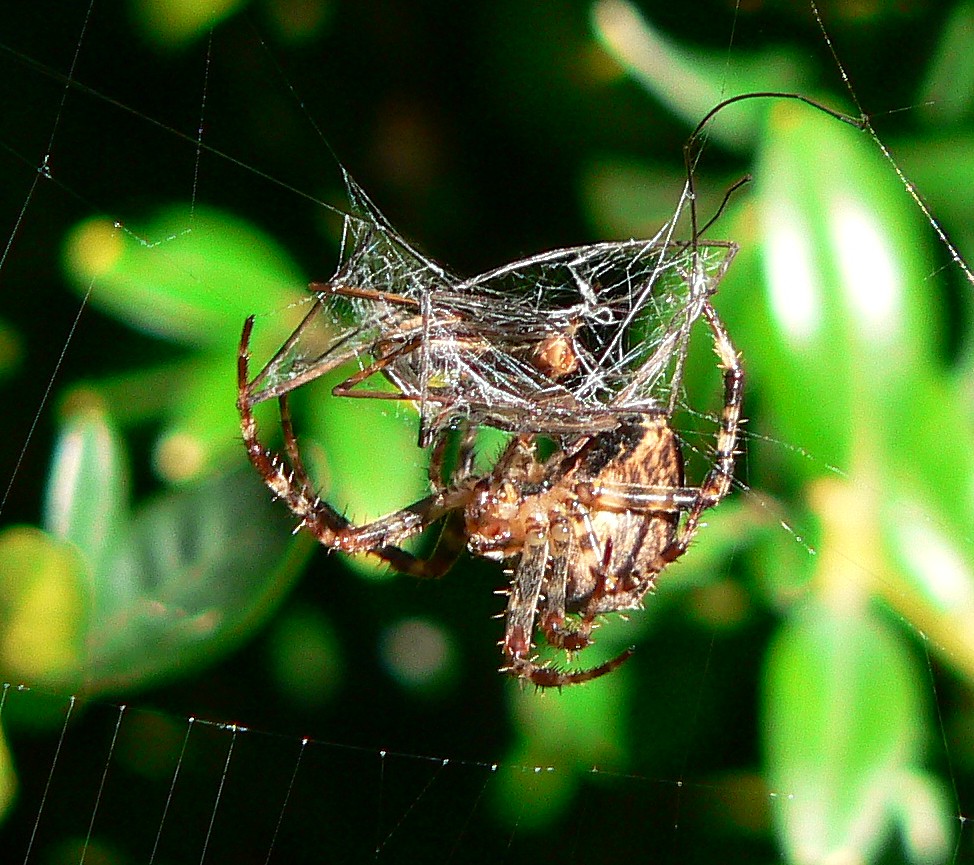 kreuzspinne am morgen ........ 1