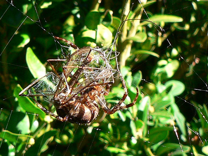 kreuzspinne am morgen ...... 2