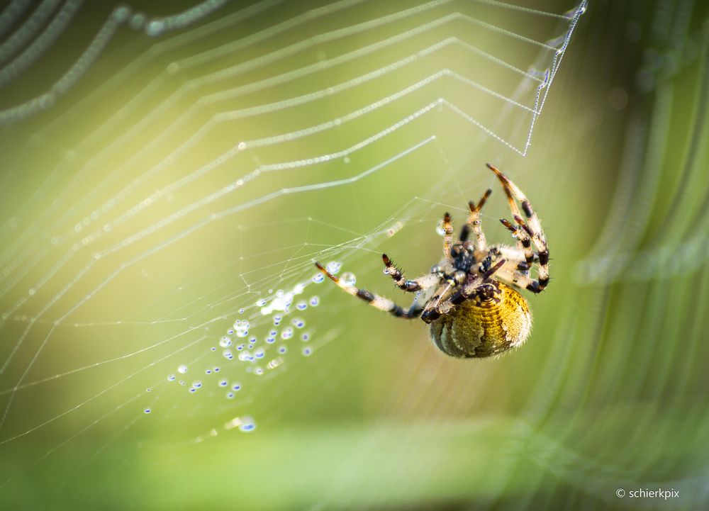 Kreuzspinne am Morgen Foto & Bild | tiere, wildlife, spinnen Bilder auf ...