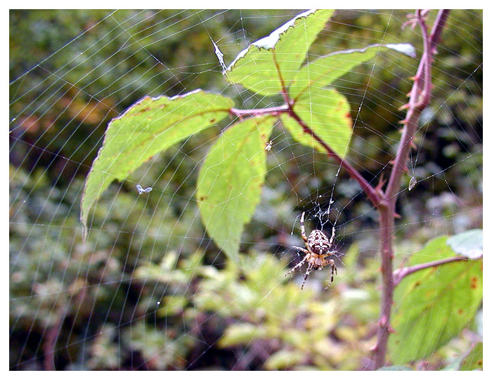 Kreuzspinne an der Saarschleife