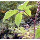 Kreuzspinne an der Saarschleife