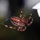 Kreuzspinne an meiner Haustür