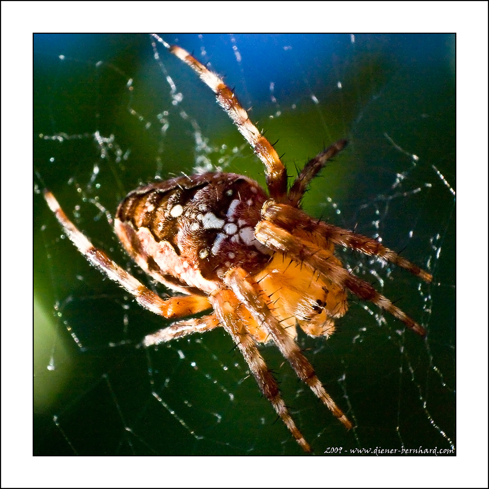 Kreuzspinne (Araneus)