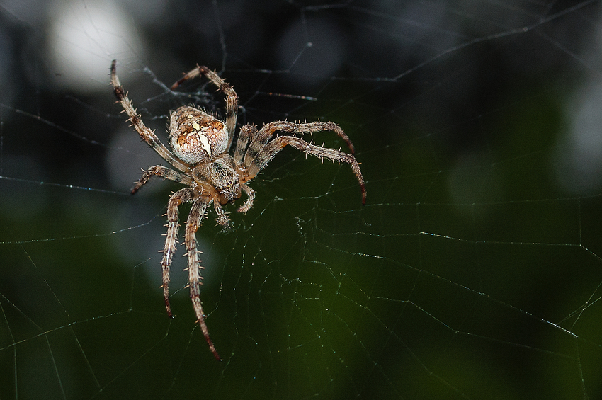 Kreuzspinne (Araneus)