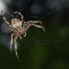 Kreuzspinne (Araneus)