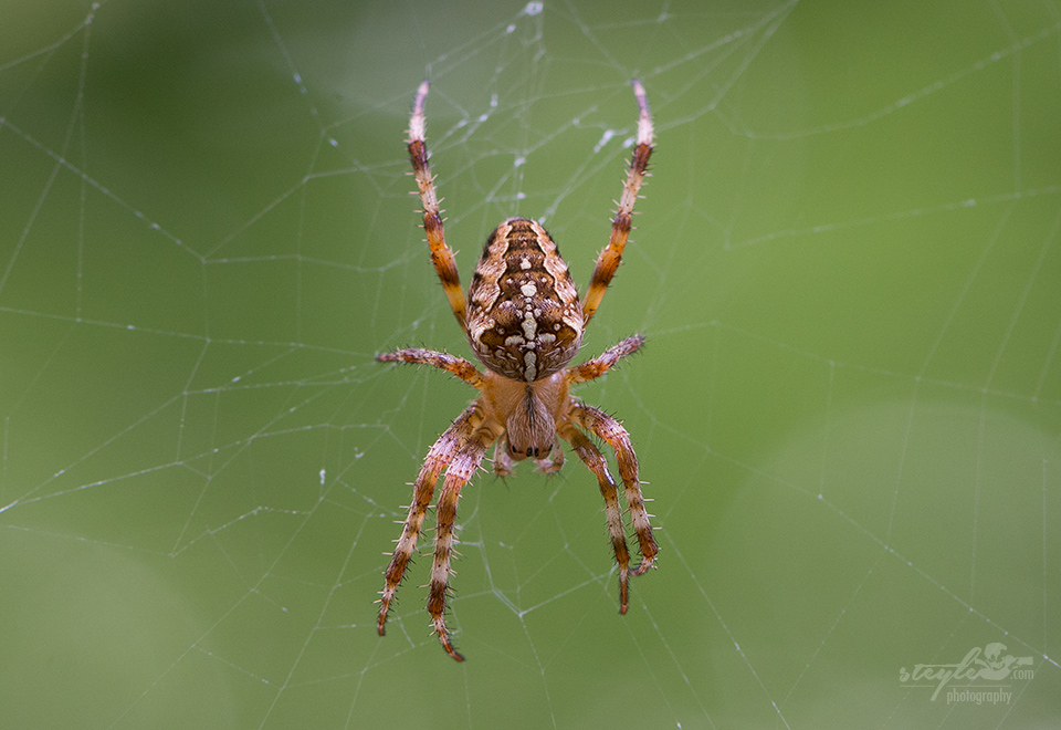 Kreuzspinne (Araneus)