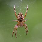 Kreuzspinne (Araneus)