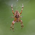 Kreuzspinne (Araneus)