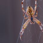 Kreuzspinne (Araneus)