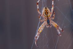 Kreuzspinne (Araneus)