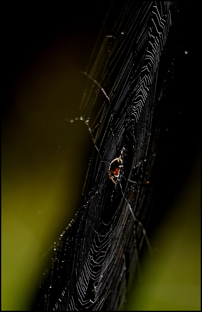 Kreuzspinne (Araneus)