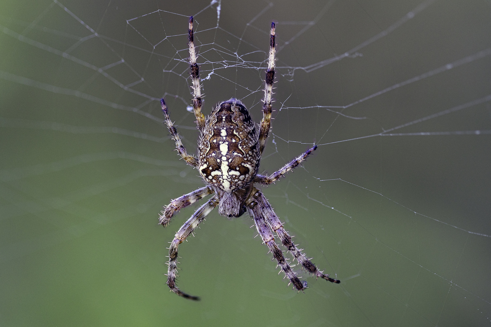 Kreuzspinne (Araneus)