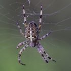 Kreuzspinne (Araneus)