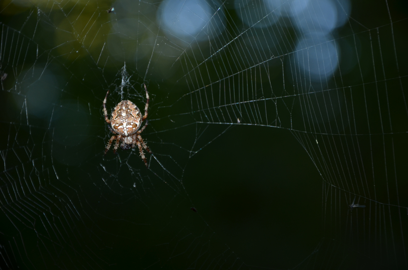 Kreuzspinne araneus