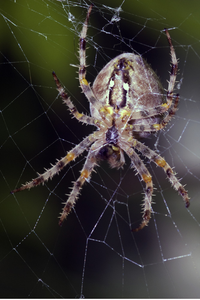 Kreuzspinne (Araneus)