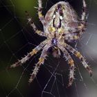 Kreuzspinne (Araneus)