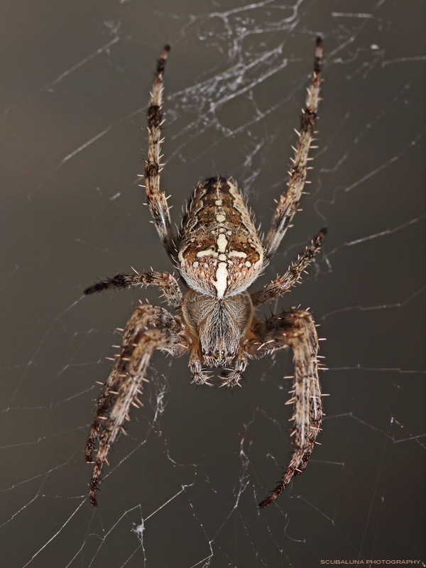 Kreuzspinne (Araneus diadematus)