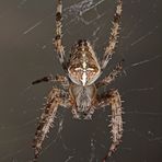 Kreuzspinne (Araneus diadematus)