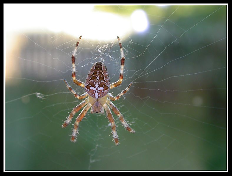 Kreuzspinne (Araneus diadematus)