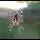 Kreuzspinne (Araneus diadematus)