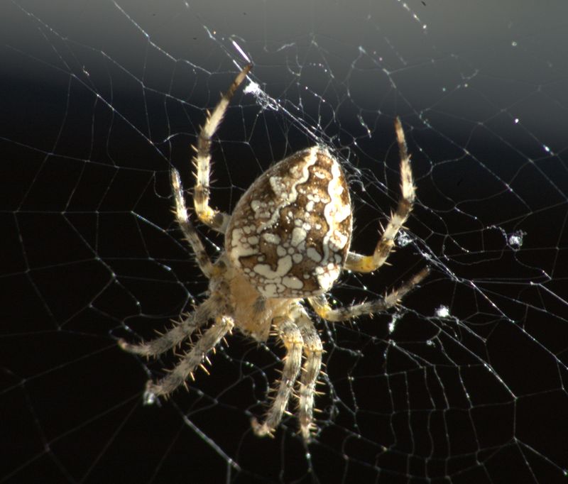 Kreuzspinne (Araneus diadematus)