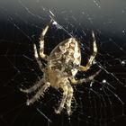 Kreuzspinne (Araneus diadematus)