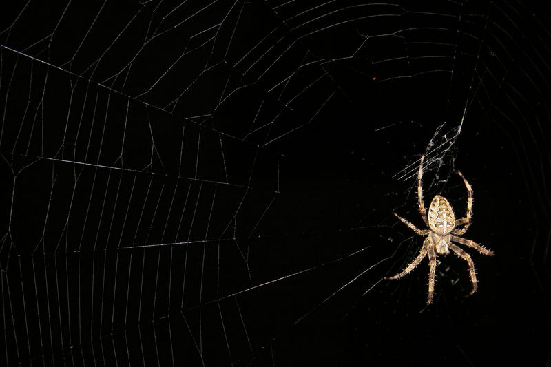 Kreuzspinne (Araneus diadematus) bei Nacht