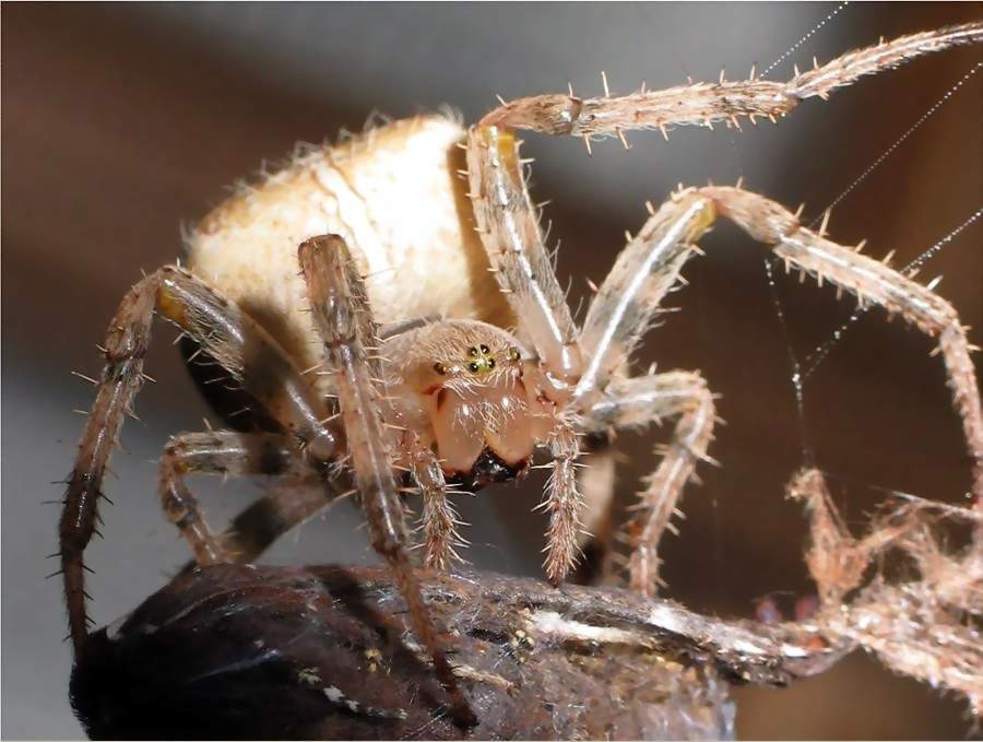 Kreuzspinne (Araneus diadematus)