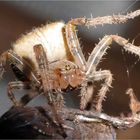 Kreuzspinne (Araneus diadematus)
