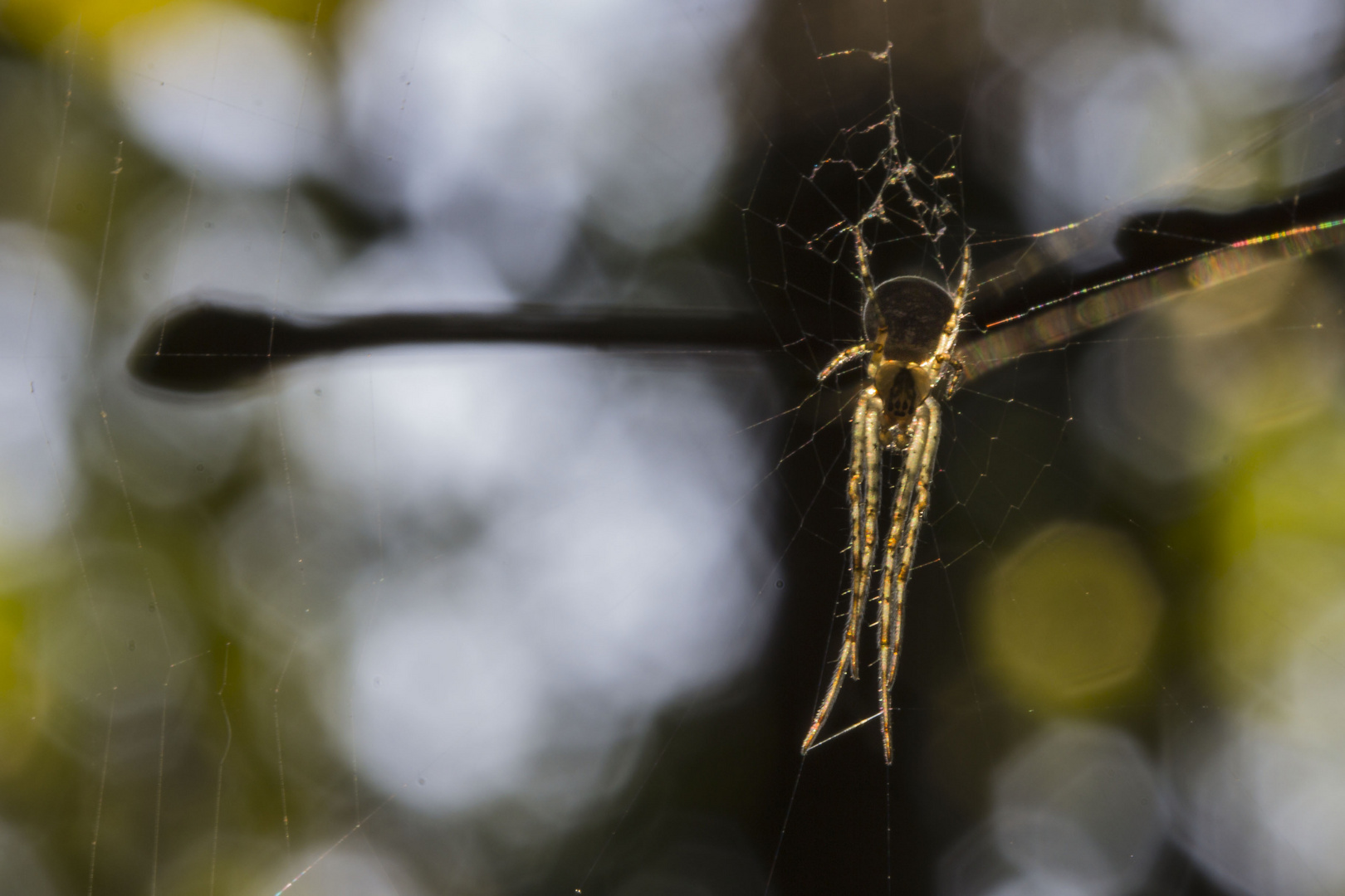 Kreuzspinne (Araneus diadematus)