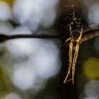 Kreuzspinne (Araneus diadematus)