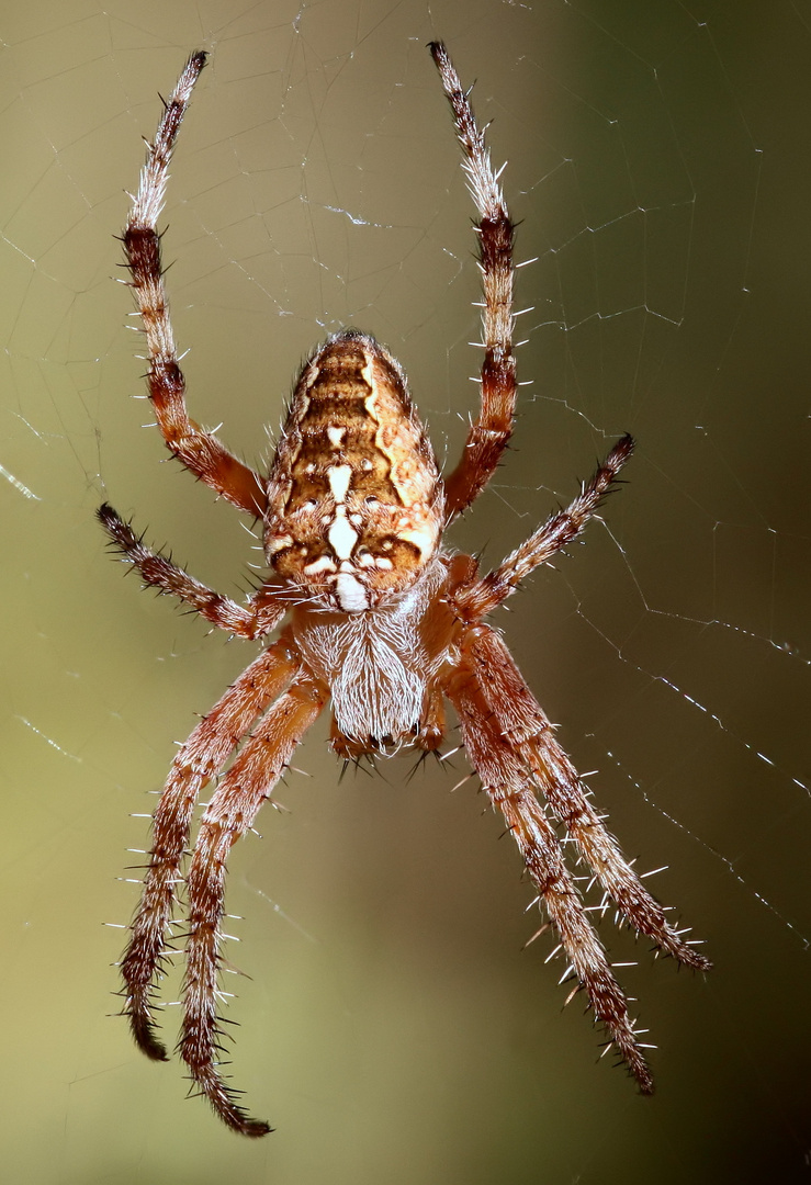 Kreuzspinne  (Araneus)