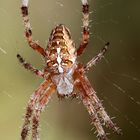 Kreuzspinne  (Araneus)