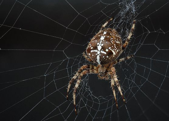    Kreuzspinne (Araneus) Freihand Stack 70 Bilder