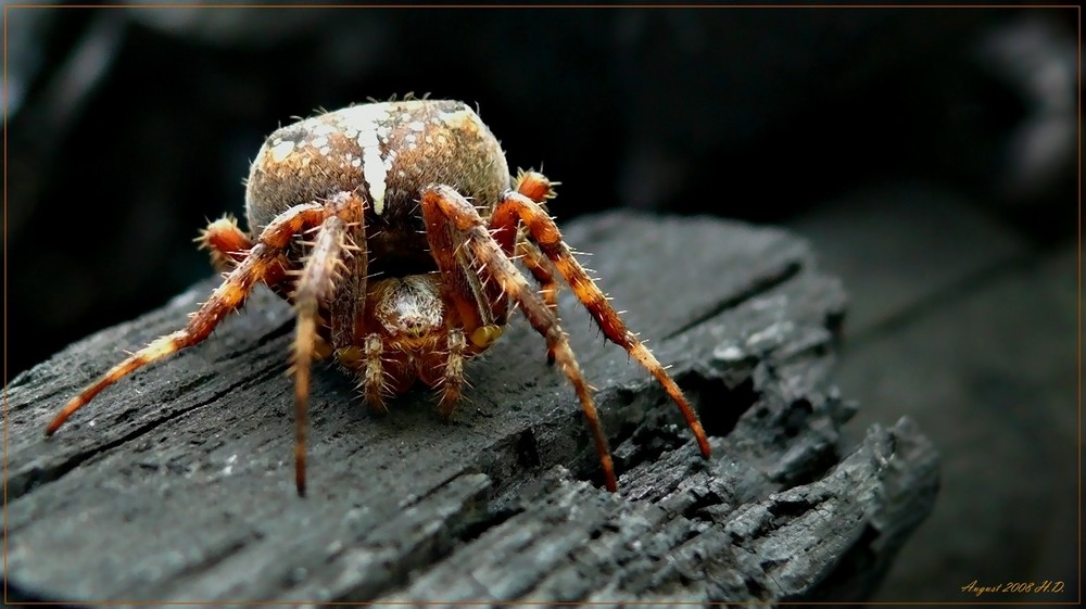 Kreuzspinne (Araneus) II