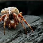 Kreuzspinne (Araneus) II