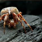 Kreuzspinne (Araneus) II