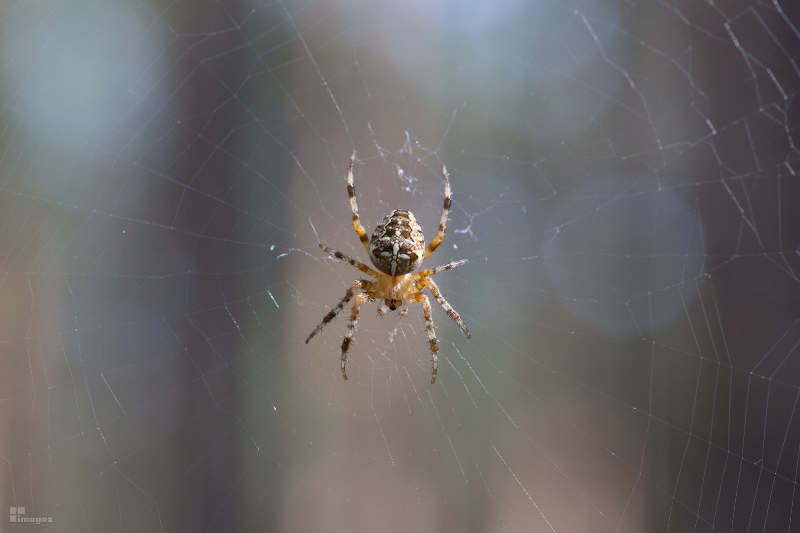 Kreuzspinne (Araneus) im Netz