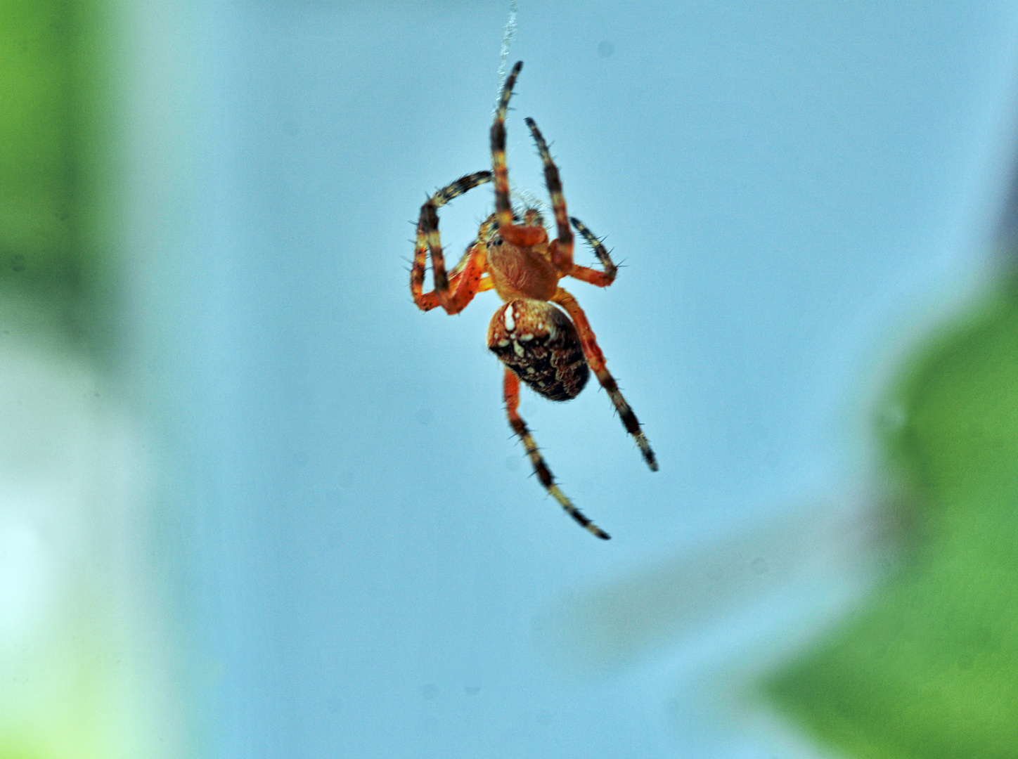 Kreuzspinne auf dem Balkon