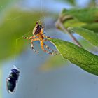 Kreuzspinne auf dem Balkon